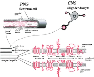Figure 1 : Les cellules responsables de la myélinisation, la structure de la myéline et sa  composition protéique dans le SNC et SNP (Baumann N