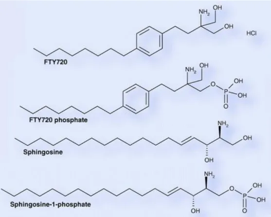 Figure 3 : Similitudes structurelles entre le fingolimod et la sphingosine  (modifié d’après  Horga et al., 2008) (53) 