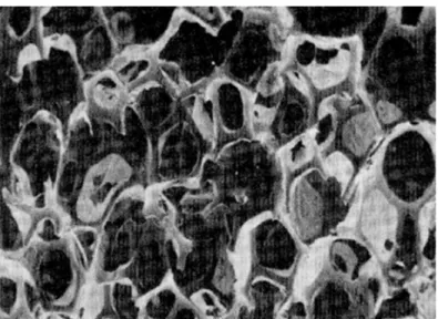 Figure 3. Photomicrographie au MEB ** de la section transversale d'une mousse de polyuréthane  flexible (à alvéoles ouverts), 20X.