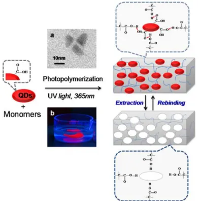 Fig.  1.  Schematic  illustration  of  the  elaboration  of  bulk  QDs‐imprinted  polymers  QD@IPs.  (a)  TEM  image  of  the  QDs  tem‐plates  and  (b)  photography  under  UV  light  (at  254  nm)  of  bulk  as‐synthesized  QD@IPs  immersed in distilled 