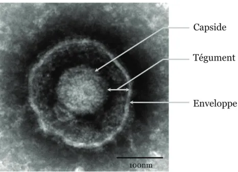 Figure 1 : Structure du virion des Herpesvirinae 