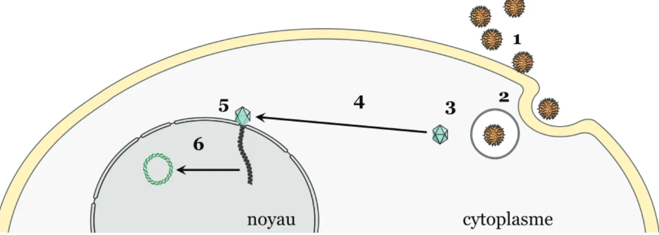 Figure 4 : Schéma des étapes précoces de l’infection par EBV  1.Attachement de la particule virale à la membrane cellulaire