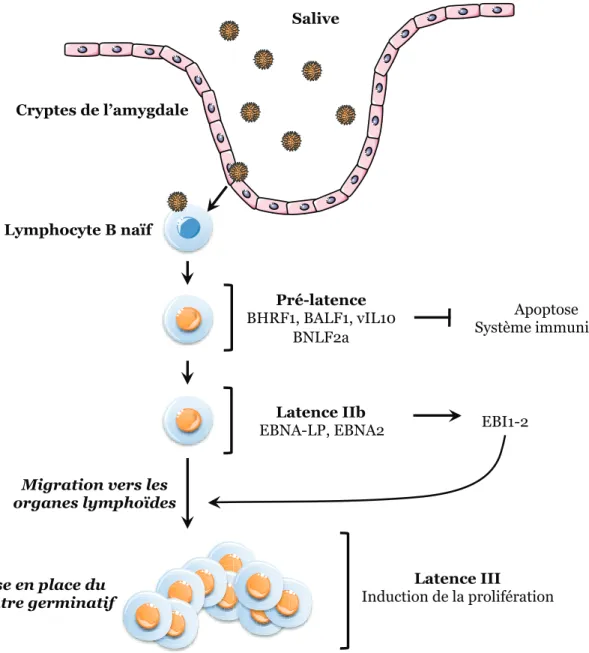 Figure 5 : Modèle d’infection in vivo, de la salive au centre germinatif 