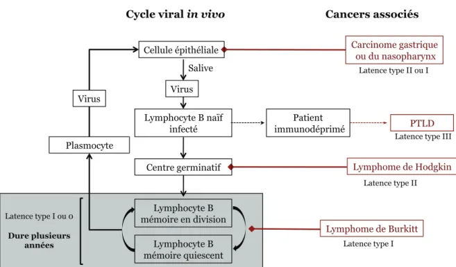 Figure 9 : Modèle établissant un lien entre le cycle viral in vivo et le développement de  cancers associés à EBV 