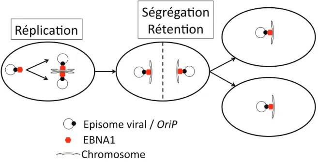 Figure 10 : Schéma du maintien du génome viral 
