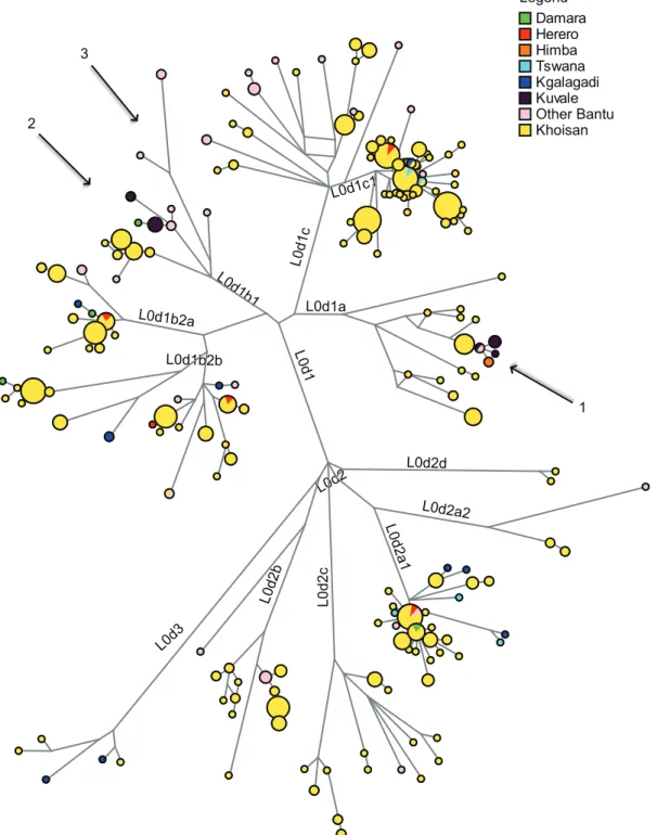 Figure 3. Network of complete mtDNA genome sequences from southern Africa belonging to haplogroup L0d