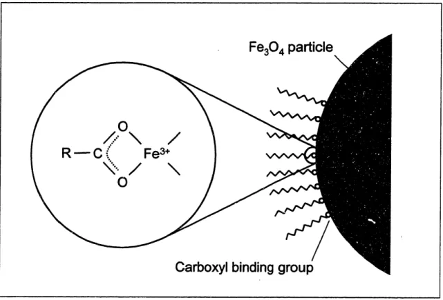 Figure 1-3.  Attachment of  carboxyl groups to the surface of a  magnetiteparticle.  The carboxyl group forms a chelate bidentate structure with surface iron atoms."