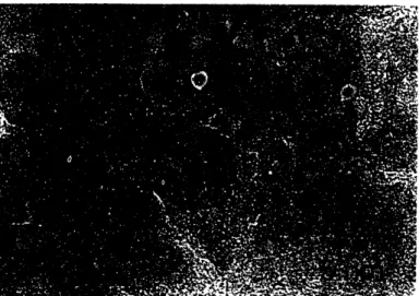 Figure 2-7.  High resolution  TEM image of 16/0 particles.  The atomic planes are visible throughout  the  nanoparticles,  suggesting the  particles  are  single  crystalline domains  of magnetite.