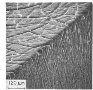 Figure 14  Cross-section  o f   polycarbonate  (unstabilized)  sheet  weathered  outdoors for 7 7  months