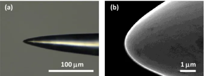 Fig.  2.  (a)  Optical  macroscopy  image  of  the  tungsten  needle  of  curvature radius of 10 m, (b) Surface aspect of the same needle  observed by SEM
