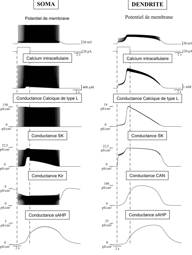 Figure 20: Exploration de la dynamiques des conductances: plateau à cinétique longue