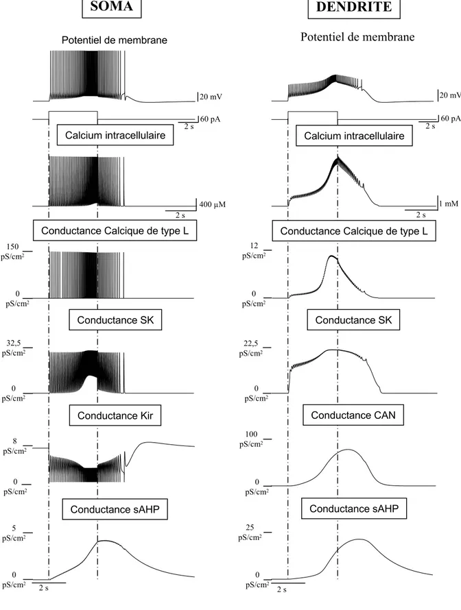 Figure 21: Exploration de la dynamiques des conductances: plateau à cinétique courte