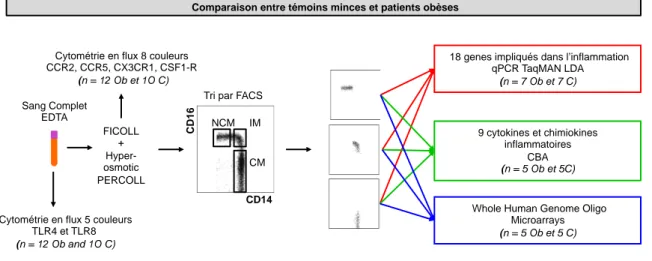 Figure 5. Organisation expérimentale.  Comparaison des sous populations de monocytes chez des sujets sains et chez des sujets obèses non diabétiques 