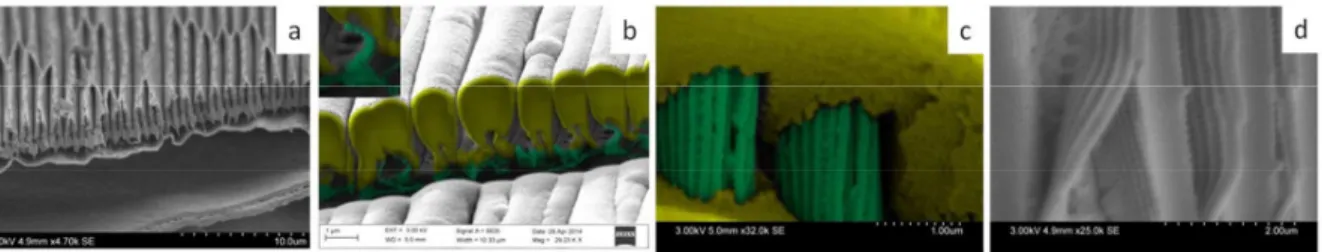 Fig. 3. (a) SEM view of a cut across the ridges of Morpho rhetenor; (b) FIB cut of the deposit produced by PVD (silica in yellow, the remaining  chitin is in green); (c) Crack view in the TiO 2  layer (TiO 2  in yellow, chitin in green); (d) Defects view i