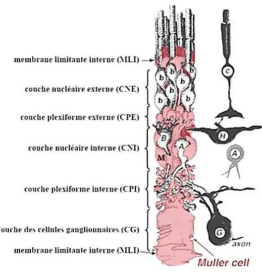Figure  4.  Représentation  schématique  des  interactions  entre  la  cellule  gliale  de  Müller  et  les  autres     neurones de la rétine