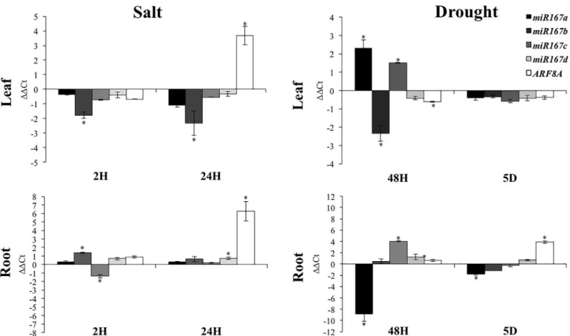 Fig 7. SlARF8A and miR167s (miR167a, miR167b, miR167c, miR167d) expression under salt and drought stress conditions