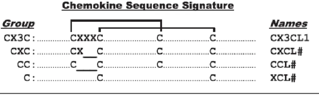 Figure 13. Structure primaire des chémokines selon Bachelerie et al 1