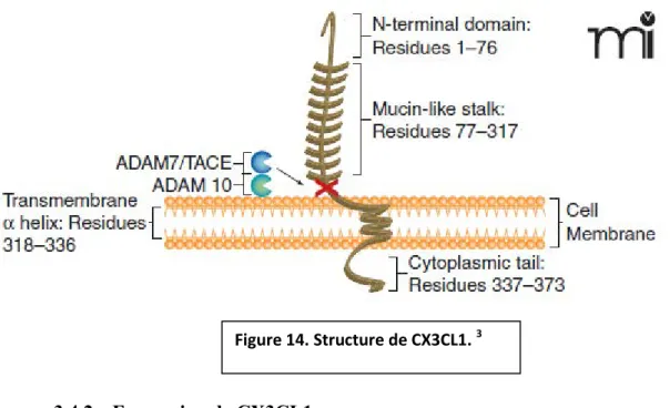 Figure 14. Structure de CX3CL1.  3