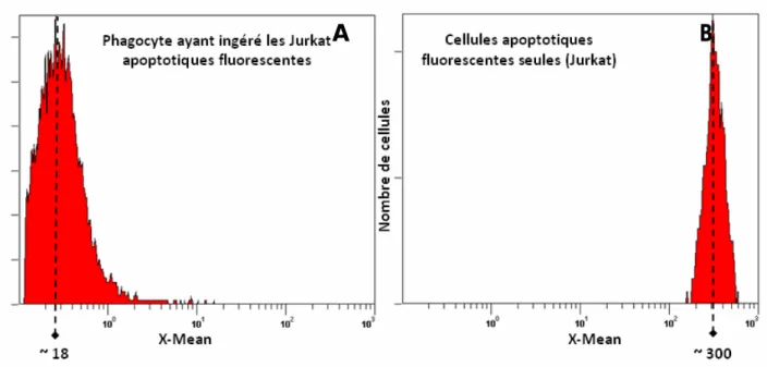 Fig  6.  Evaluation  du  taux  de  fluorescence  de  deux populations cellulaires : les phagocytes  (CHO) ayant ingéré des Jurkat apoptotiques marquées à la calcéine (A) qui présentent un  taux de fluorescence de 18 et les Jurkat apoptotiques marquées à la