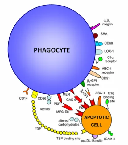 Fig. 4 Récapitulatif des voies impliquées dans la phagocytose des cellules  apoptotiques 