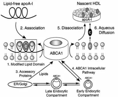 Fig. 8 Mécanismes d'efflux de cholestérol via ABCA1 (D'après Santamarina-