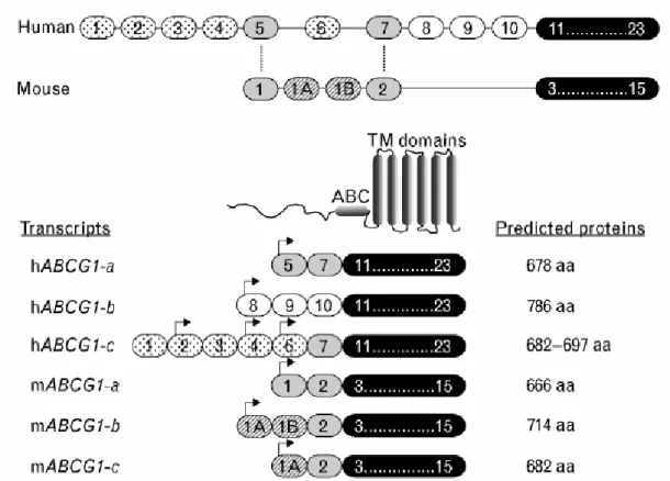 Fig. 9 Structure du gène d'ABCG1 (d'après Baldan) 