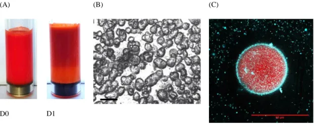 Figure  7.  Doxorubicin  loaded  emulsion  (water/oil  ratio  =  1/3,  [NPs]  =  15  mg/mL,  [doxorubicin] = 20 mg/mL), (A) Images at D0 and D1, (B) Optical microscopy at D0 (scale  bar = 100 µm) and (C) Confocal microscopy at D0, NPs are labelled in blue 