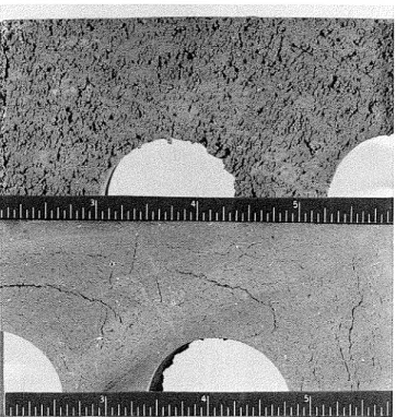 Fig.  1.  Bedding surface of  a brick (top) compared with sawn surface  of  the same area of  the same brick  (bottom), revealing  laminations