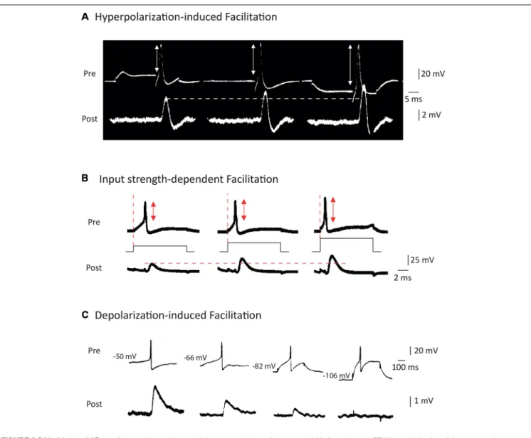 FIGURE 2 | Modulation of AP waveform and synaptic strength by presynaptic membrane potential in invertebrates