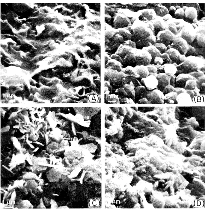 Fig.  1.  Scanning electron micrographs of (A) C,A  paste hydrated 1 m i n ,   (B)  C,A  paste h y d r a t e d  15 min, ( C )  paste of C 3 A + 8 %   CaCl,  hydrated  15 min,  a n d   ( D )   paste of C 3 A +   16% CaCl,  h y d r a t e d   4 h