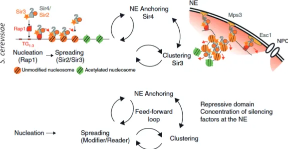 Figure  11:  Feed-back  loop  model  for  concentrating  silencing  factors  at  the  nuclear  periphery