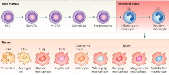 Figure 12: The environment impacts on cell morphology and function: the HSC  differentiation into macrophage example