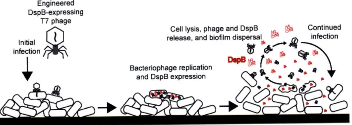 Figure 1. Two-pronged  attack  strategy for biofilm removal  with enzymatically-active  DspB-expressing  T 7 DspB phage