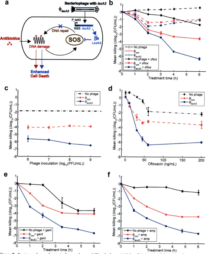 Figure 8.  Engineered  (PlexA3  bacteriophage  enhances  killing by bactericidal antibiotics