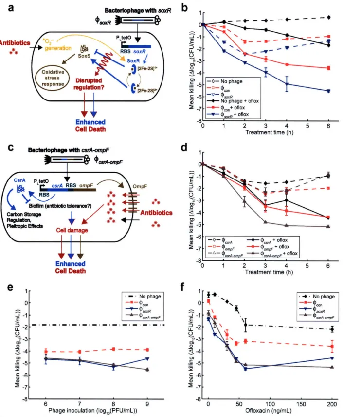 Figure 12.  Engineered  bacteriophage  targeting  non-SOS  systems  as  adjuvants  for ofloxacin  treatment  [oflox]
