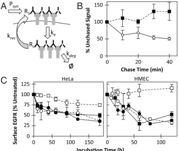 Fig. 3. Surface EGFR down-regulation kinetics. HeLa (Left) and HMEC (Right) cells were incubated at 37 °C in the presence of 225 þ H 11 (circle), 111 þ 565 (square), or EGF (triangle)