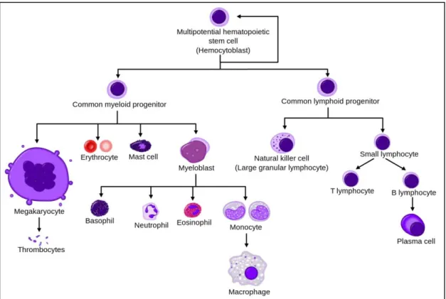 Figure 1 : Hematopoietic differentiation from hematopoietic stem cells to mature cells