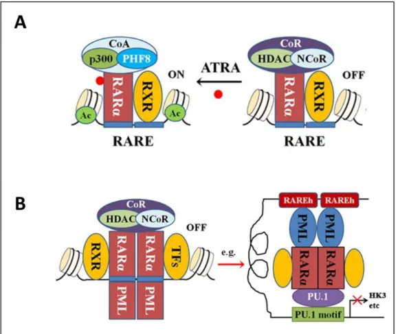 Figure 3 : Retinoic Acid Receptor α and PML-RAR α function in normal and APL cells. 