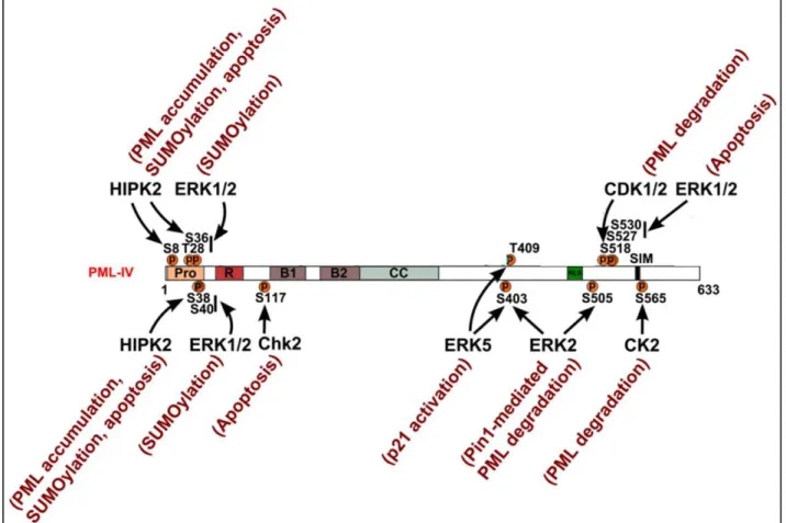 Figure 15 : Known site-specific kinases for PML phosphorylation and associated function