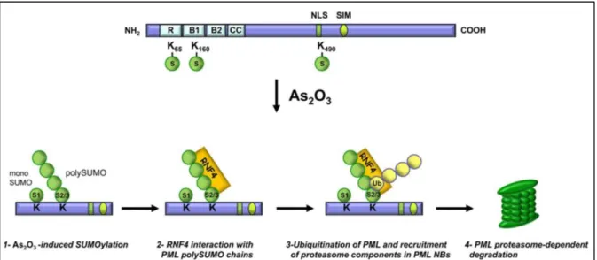 Figure 21 : PML degradation key-step events under Arsenic trioxide (AS 2 O 3 ) induced stress