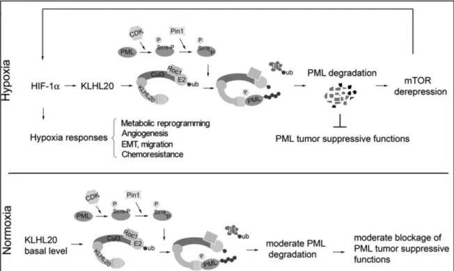 Figure 35 : KLHL20-CUL3-ROC1 is targeting PML for degradation under hypoxic stress. 