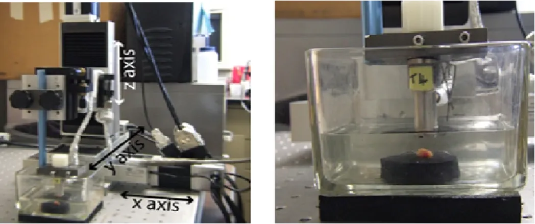 Figure 2.1: Data acquisition set-up showing scanning axes (left) and the excised LN in normal saline solution (right)