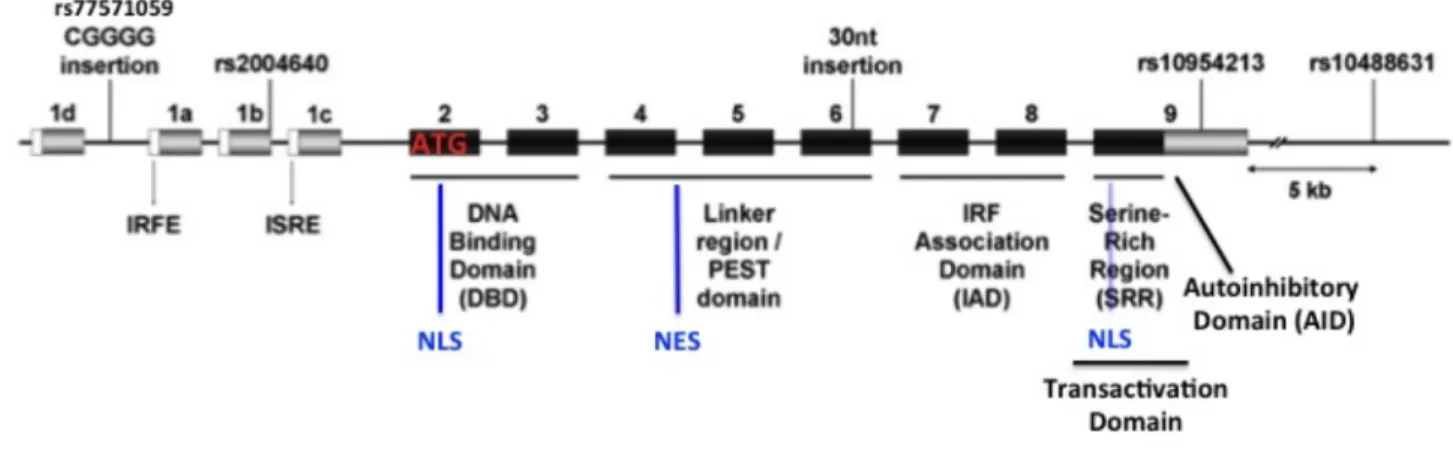 Figure   5:   IRF5   gene   structure        