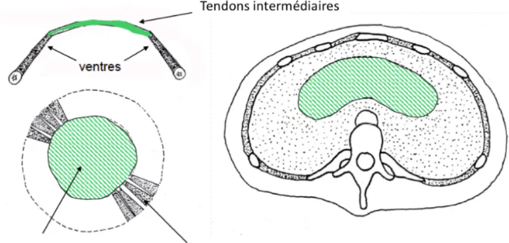 Figure 2. Représentation de la structure tendineuse du diaphragme (Illustration de Philippe  Chaffanjon, Université Joseph Fourier de Grenoble) 