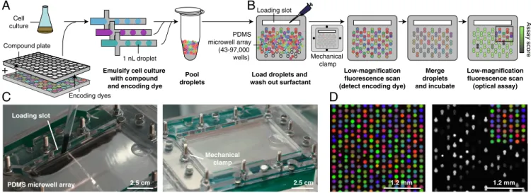 Fig. 1. Droplets platform for combinatorial drug screening. (A) Compounds, cells, and encoding dyes are emulsified into nanoliter droplets and subsequently pooled