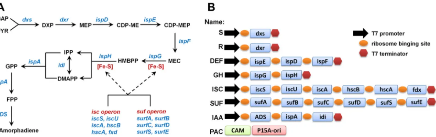 Figure 3.  Optimization of CLIVA method.  (A) Optimization of cations using the assembly of PAC-SIDF plasmid with O12-13/4-5 design (12-13 bases overlap with modification at every 4-5 bases)