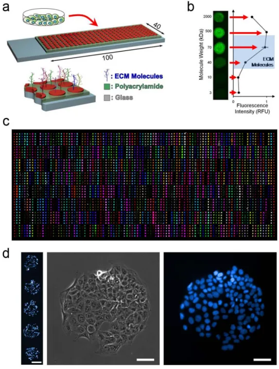 Figure 1. Extracellular Matrix Microarray Platform Presents Combinations of ECM Molecules for Cell Attachment