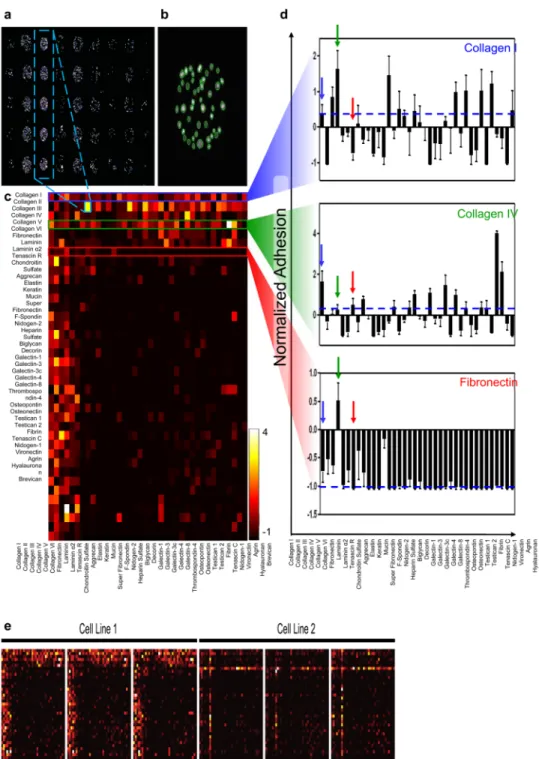 Figure 2. Combinatorial Adhesion Profiles are generated using ECM microarrays