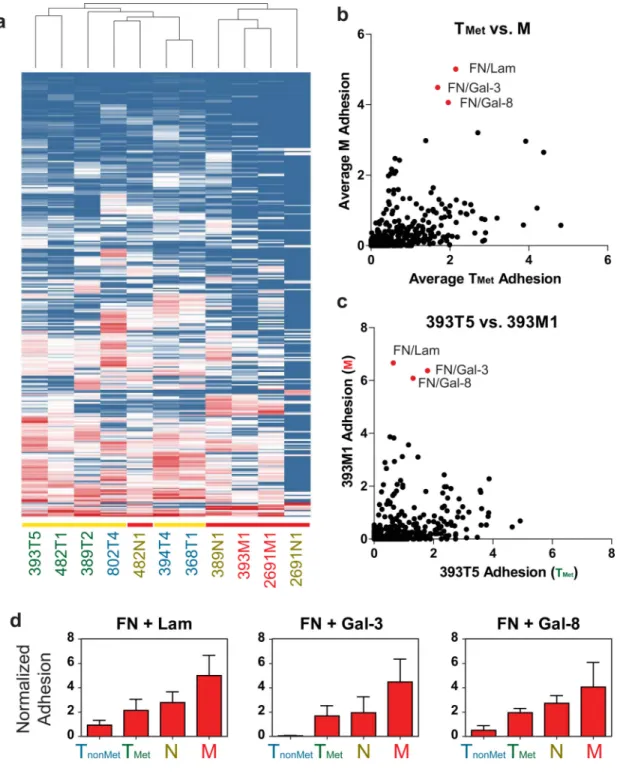 Figure 3. ECM Microarrays identify key adhesive changes in metastatic progression (a) Unsupervised hierarchical clustering of adhesion profiles generated by the ECM microarrays