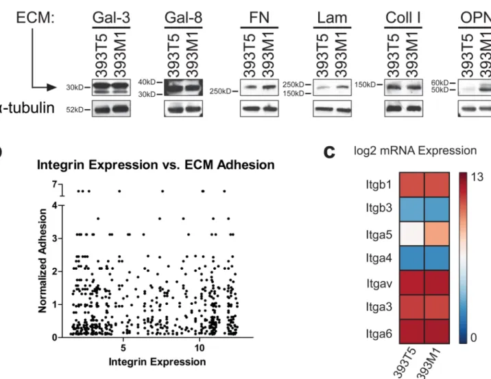 Figure 5. ECM production and integrin mRNA expression by cell lines have minimal correlation with adhesion